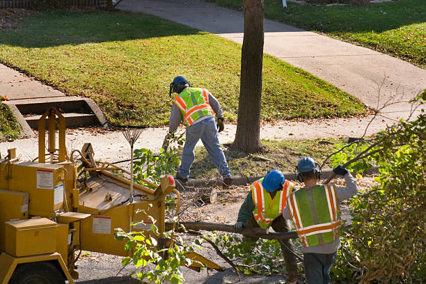 How Our Tree Care Process Works  in Rockwell, NC